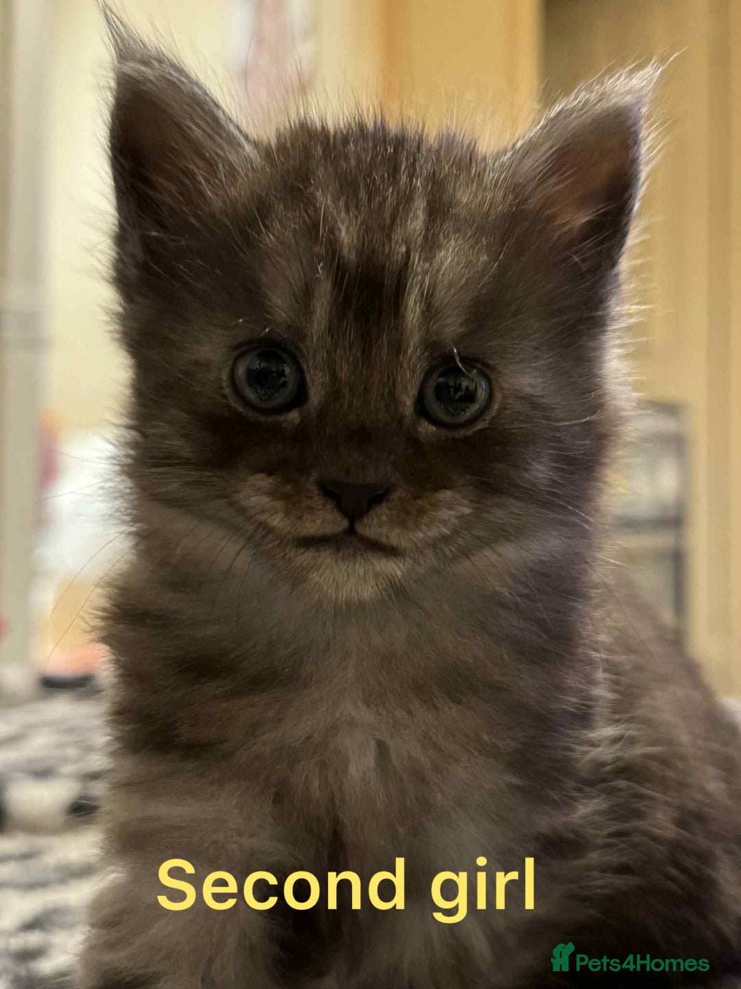 Maine Coon cats for sale: Beautiful mine cross kittens  - Image 2