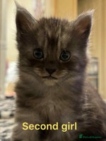 Maine Coon cats - Advert 1