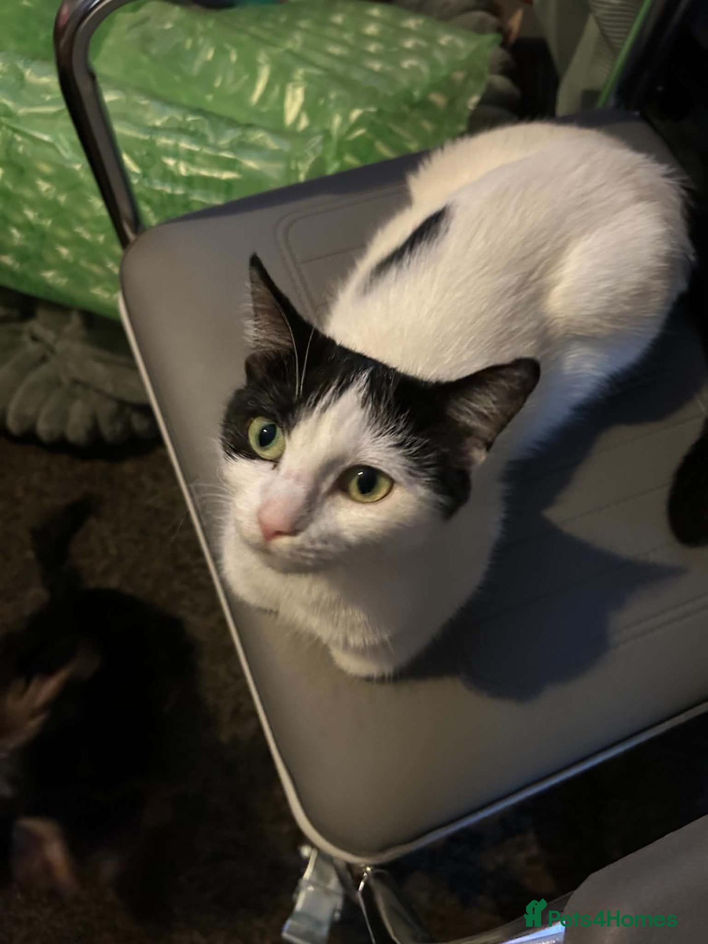 Mixed Breed cats for sale: 4 females availble - Advert 6