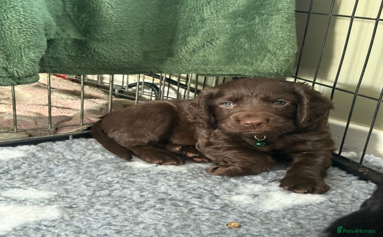 Cocker Spaniel dogs - Advert 1