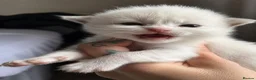Ragdoll cats for sale: ✨️ Beautiful TICA-Registered Ragdoll Kittens ✨️ - Advert 14