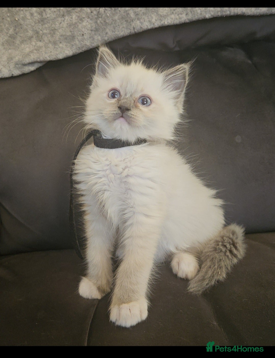 Ragdoll cats Ragdoll kittens 😸  - Advert 2