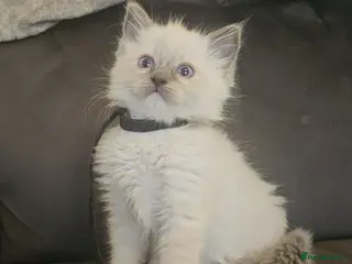 Ragdoll cats Ragdoll kittens 😸 - Advert 1