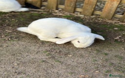 Rex rabbits for sale: Baby rabbits  - Image 4
