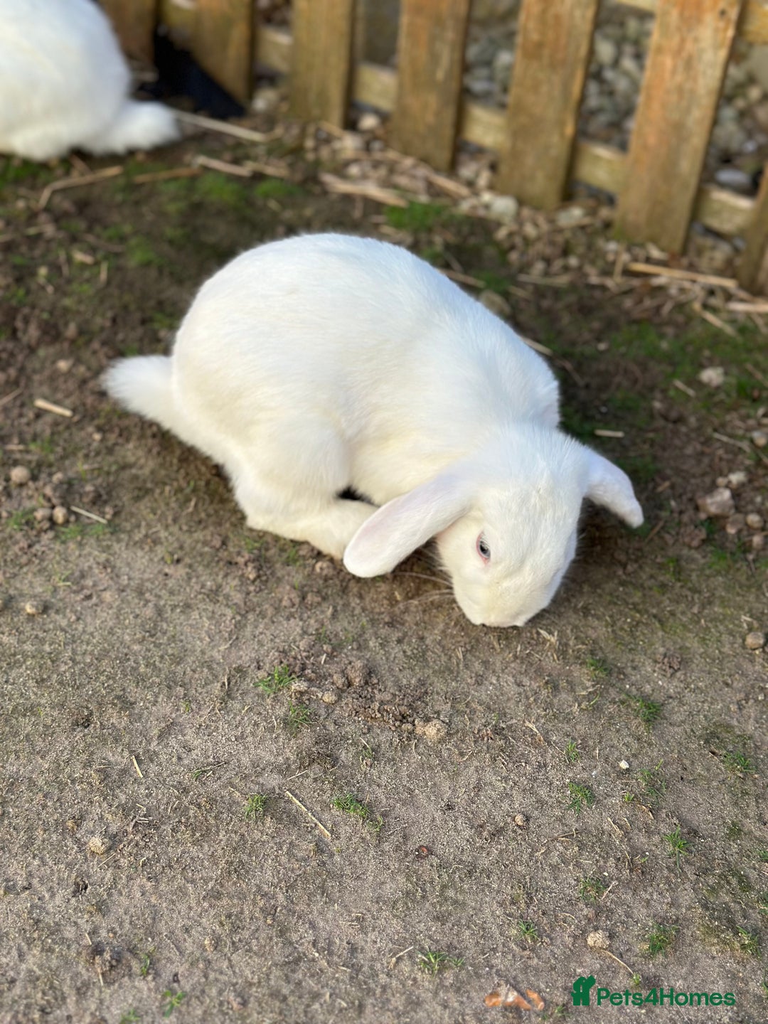Rex rabbits for sale: Baby rabbits  - Image 4