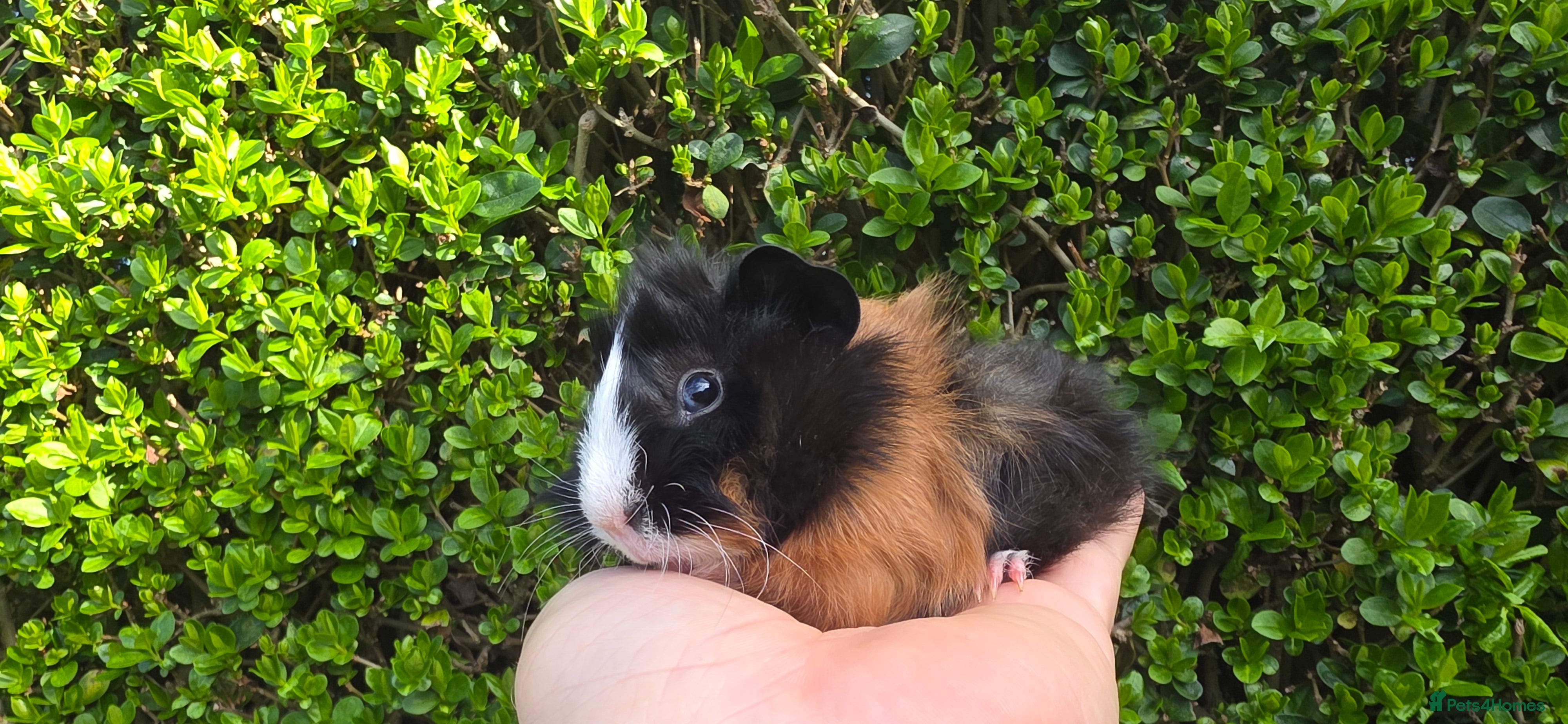 Guinea Pig rodents Baby Guinea pig's Boys - Advert 17