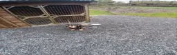 Cocker Spaniel dogs for sale: Kc registered full blood line of working cocker  - Advert 2