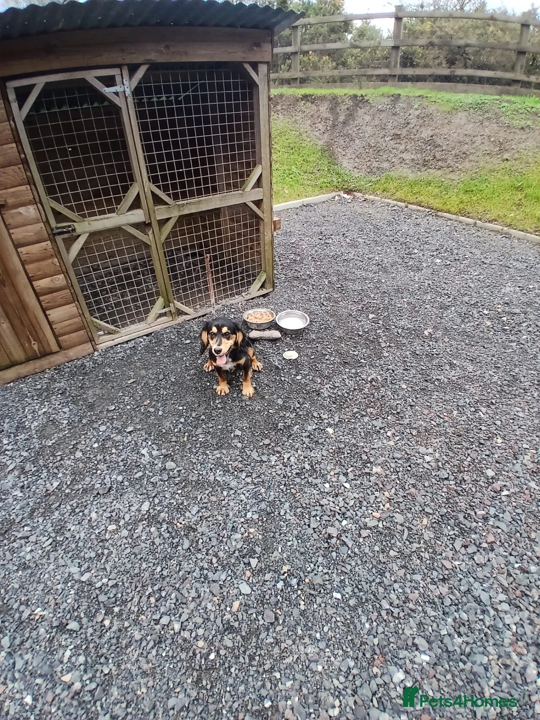 Cocker Spaniel dogs for sale: Kc registered full blood line of working cocker  - Advert 2