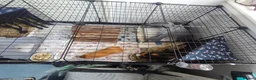 Guinea Pig rodents for sale: Complete Guinea Pig Setup for Sale - Advert 5