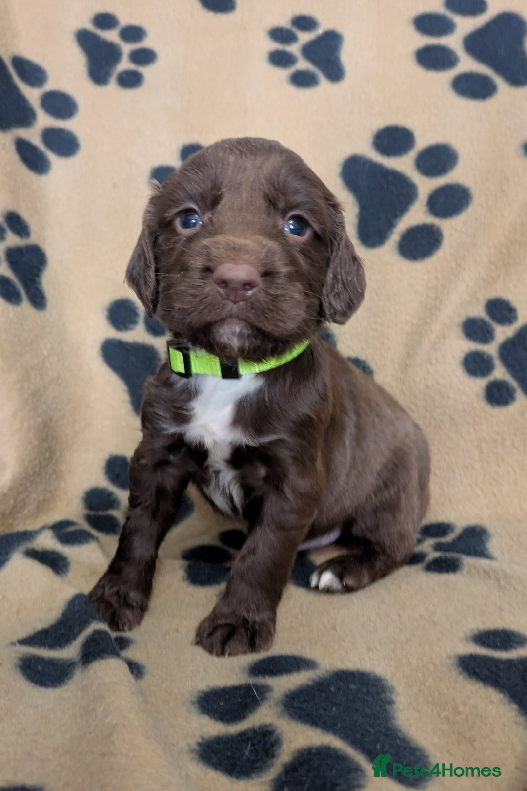 Sprocker dogs for sale: 🐶✨ F2 Sprocker Puppies – Growing Beautifully! ✨🐶 - Image 15