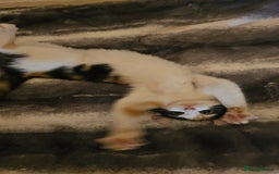 Mixed Breed cats for sale: Half spyhnx half calico  - Image 4