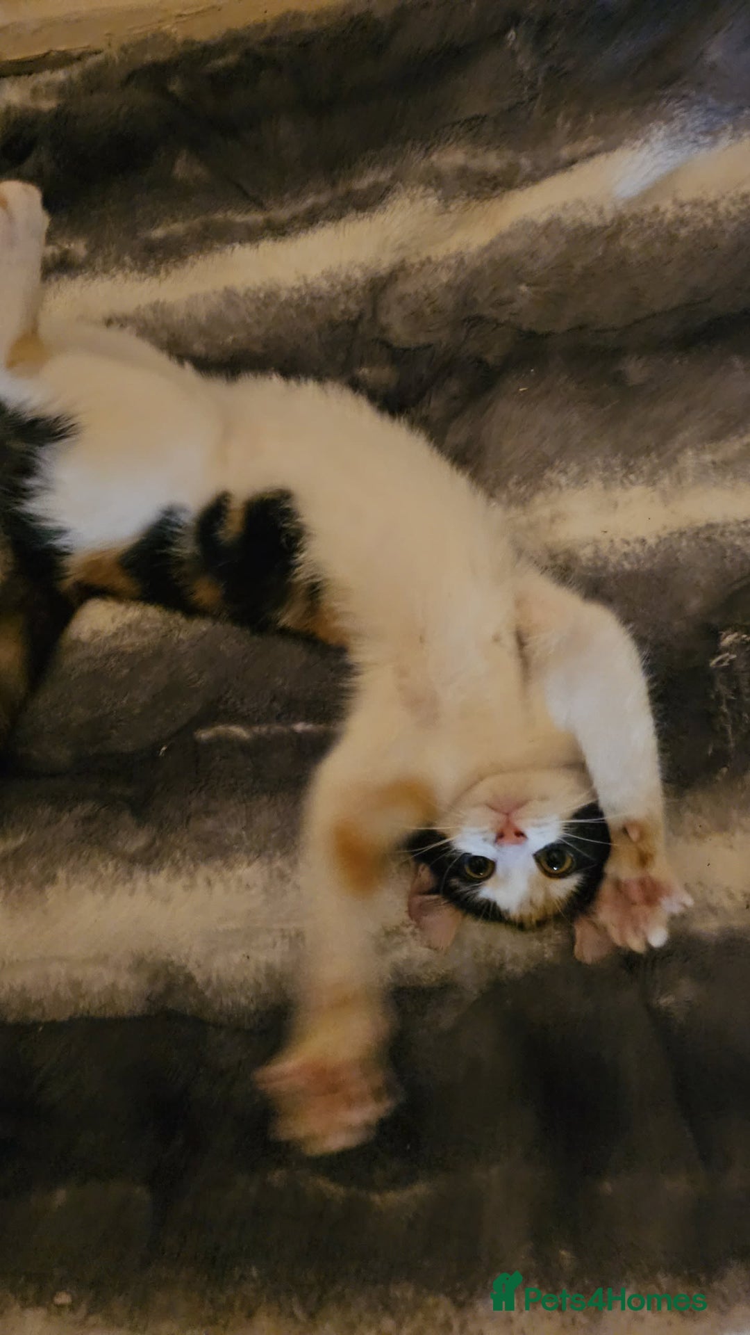 Mixed Breed cats for sale: Half spyhnx half calico  - Image 4