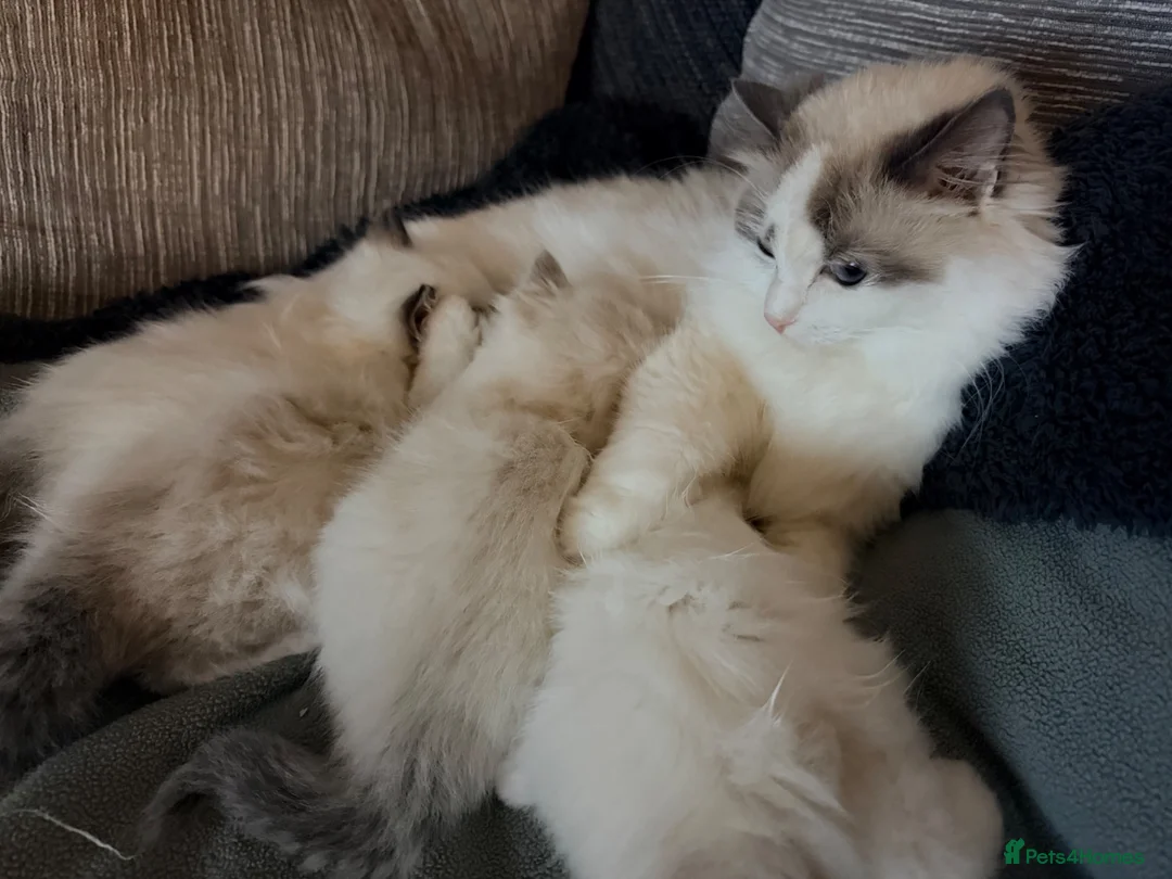 Ragdoll cats for sale: GCCF Ragdoll Kittens Championlines  - Advert 2