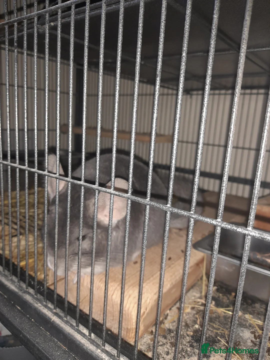 Chinchilla rodents for sale: 2 male Chinchillas ( brought as males) - Advert 5