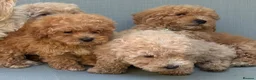 Mixed Breed dogs for sale: Rare Stunning Toy Cavapooshon Family Bred Puppies in Maidstone - Advert 13