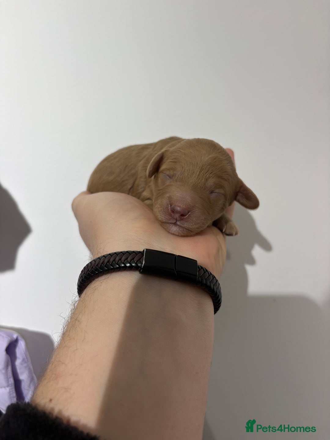 Cavapoo dogs for sale: 4 gorgeous cavapoo puppies - Advert 12