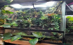 Frog reptiles for sale: 90x90x45 exo terra vivarium  - Image 7