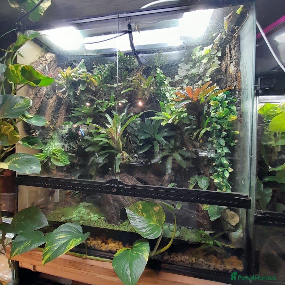 Frog reptiles for sale: 90x90x45 exo terra vivarium  - Image 7