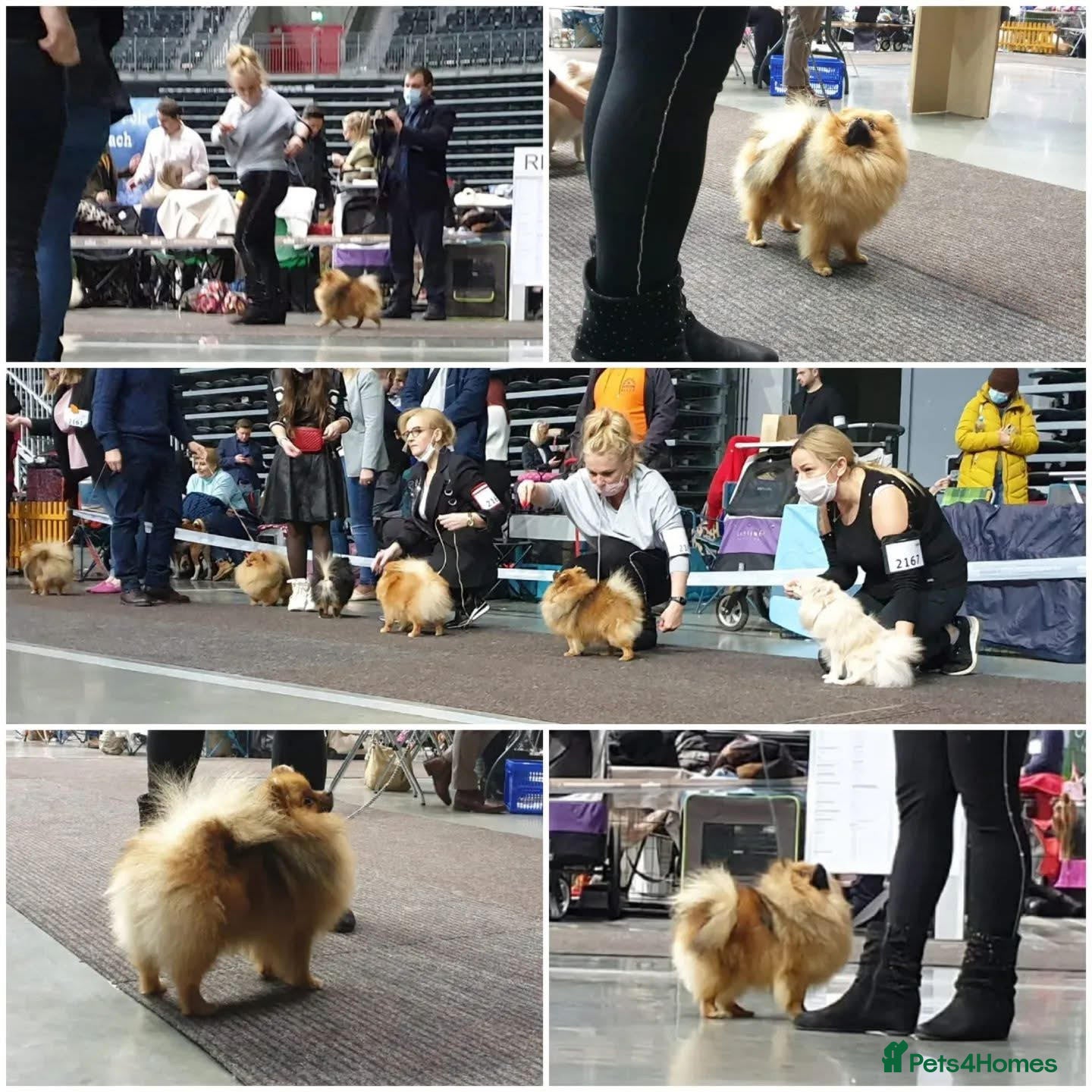 Pomeranian dogs ADORABLE PURE POMERANIAN KC - Advert 2