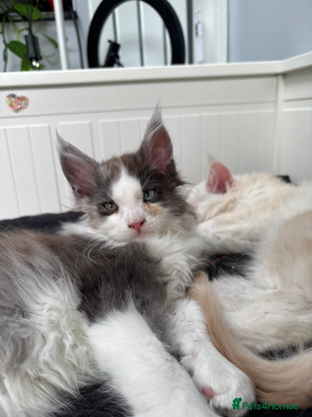 Maine Coon cats for sale: Cute Maine coon 2 boys & girl Blue eyes  - Advert 8