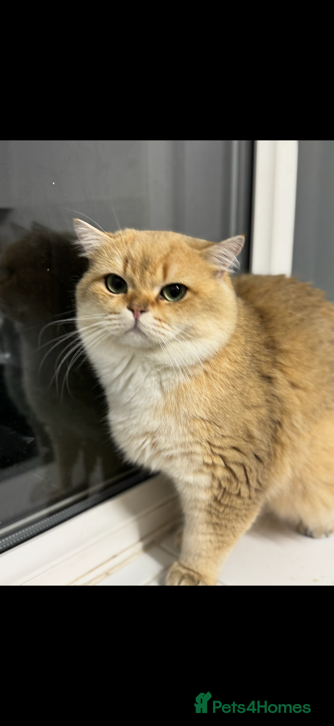 British Shorthair cats for sale: Beautiful British Shorthair Kittens – 5 Available - Advert 23