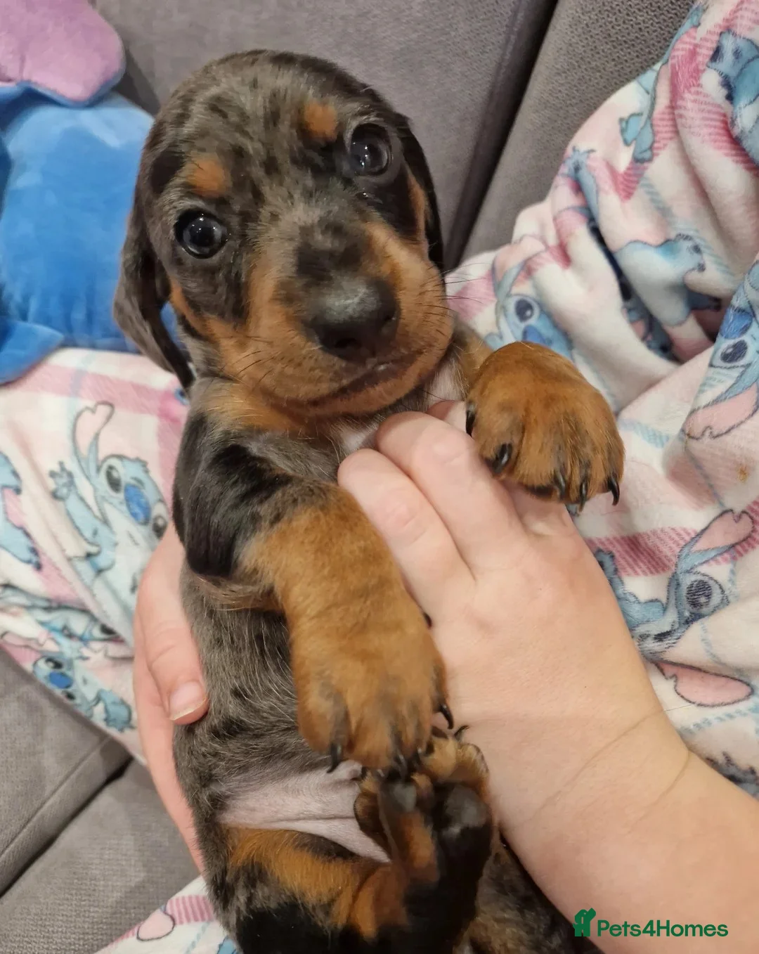 Miniature Dachshund dogs for sale: Sweet Miniature Dachshund Puppies Awaits! in Hull - Advert 14