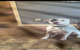 Staffordshire Bull Terrier dogs for sale: Dog for sale  - Image 1