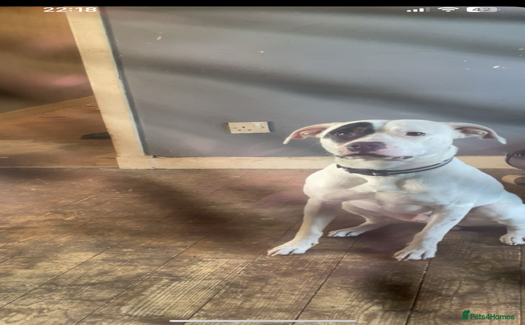 Staffordshire Bull Terrier dogs - Advert 1