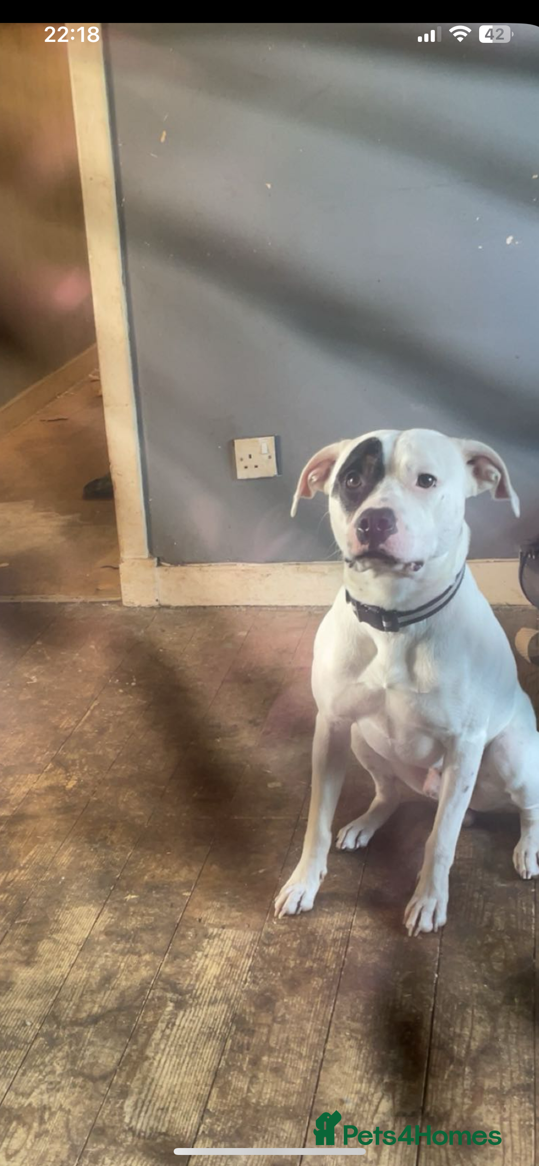 Staffordshire Bull Terrier dogs for sale: Dog for sale  - Image 1