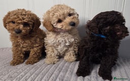 Toy Poodle dogs for sale: Exquisite Toy Poodle Pup - Fully Health Tested  in Gravesend - Image 2