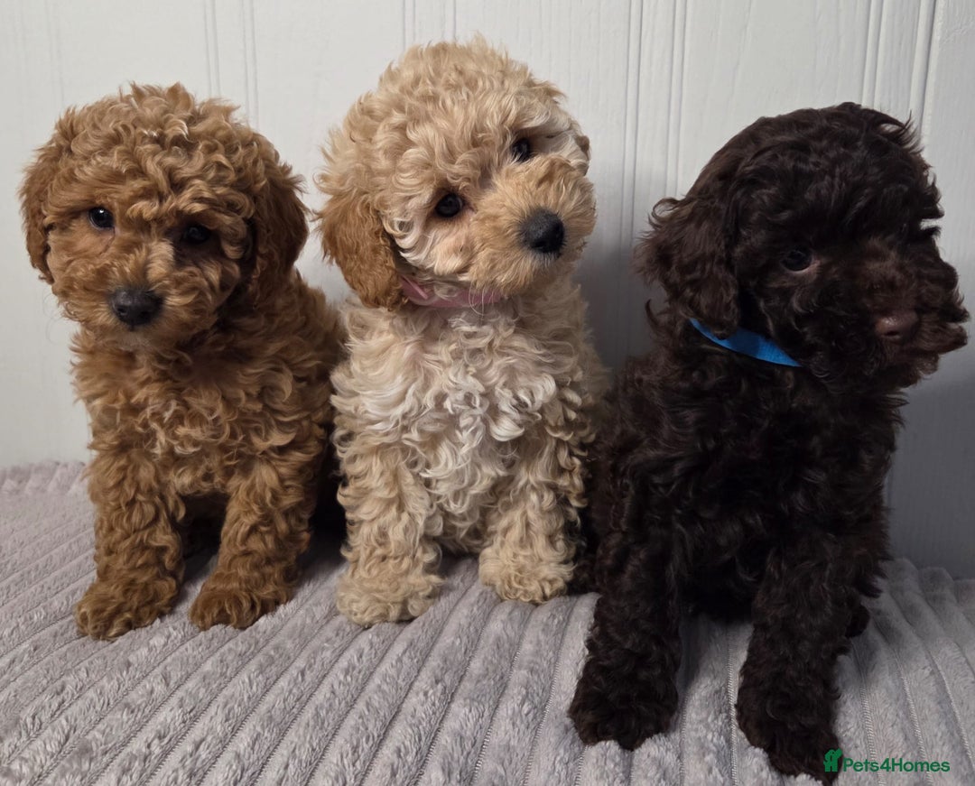 Toy Poodle dogs for sale: Exquisite Toy Poodle Pup - Fully Health Tested  in Gravesend - Image 2