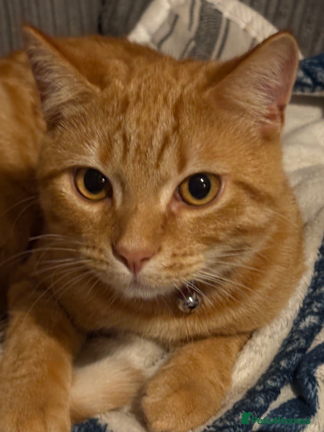 Domestic Shorthair cats for sale: Beautiful 6 month old ginger tabby male. - Advert 5