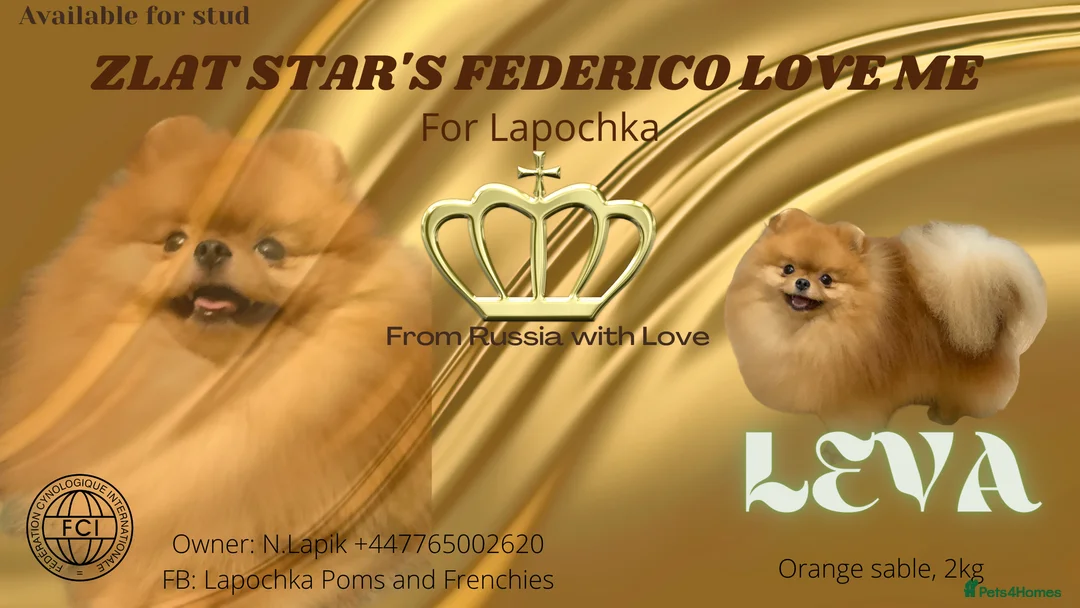 Pomeranian dogs for stud: Stunning orange sable boy for stud in Lanark - Advert 4