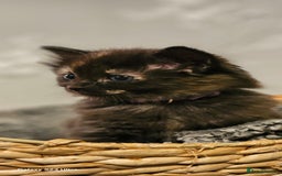 Ragdoll cats for sale: Ragdoll x kittens - Image 1