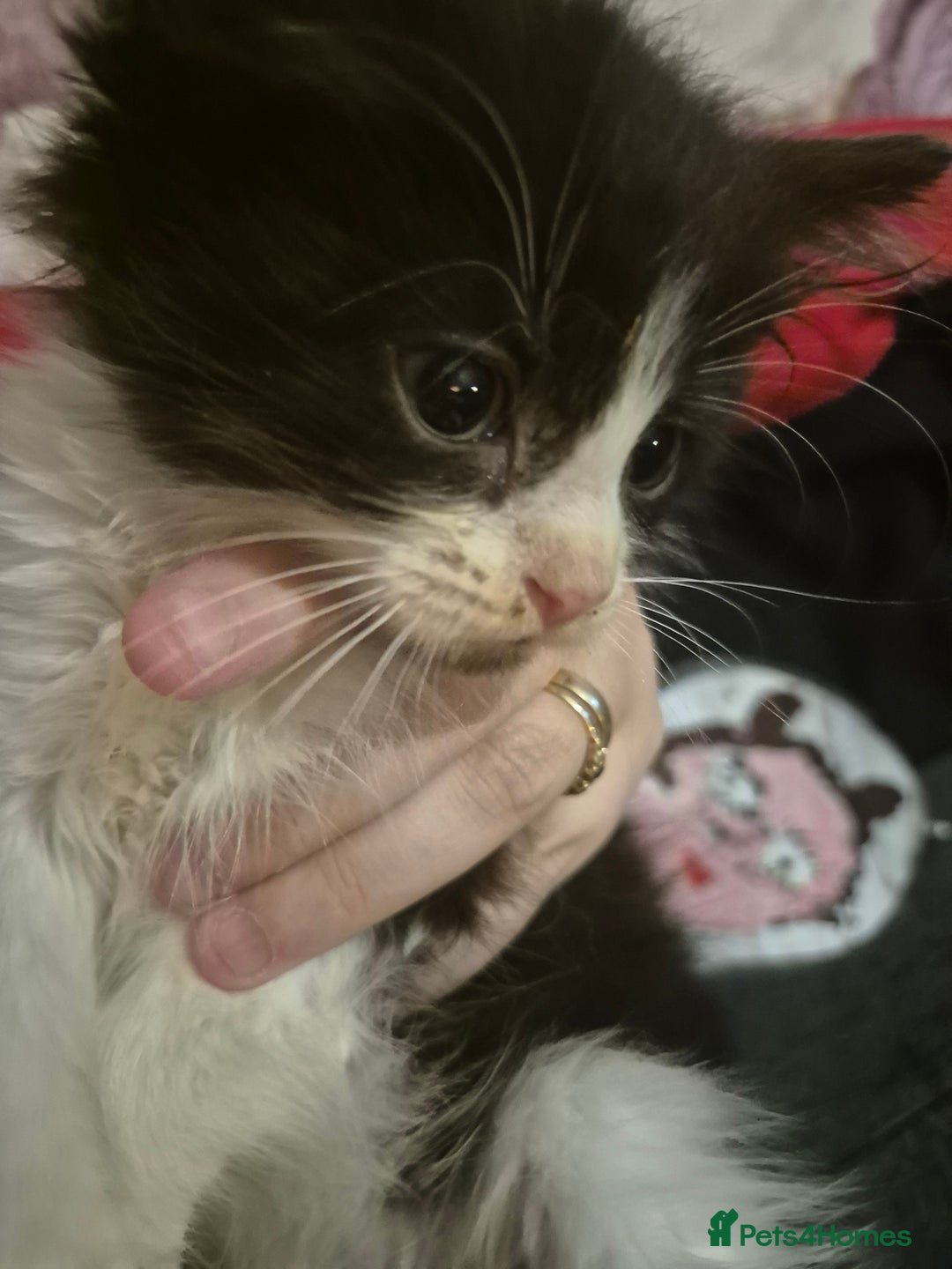 Mixed Breed cats for sale: 5 fluffy kittens looking for forever homes - Advert 4