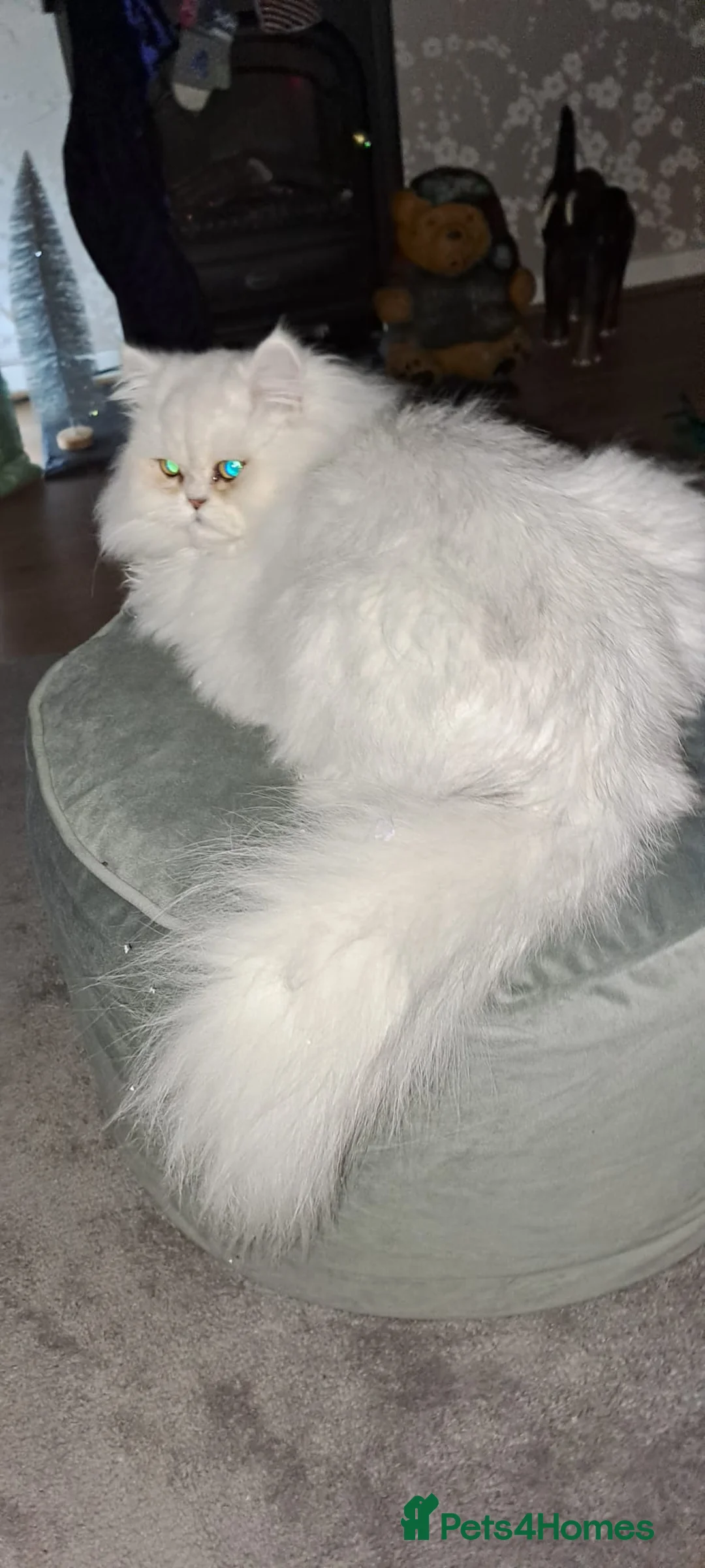 Persian cats for sale: Persian Chinchilla - Advert 2