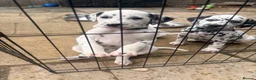 Dalmatian dogs for sale: Outstanding champion bred Kc Reg Dalmation puppys - Advert 9