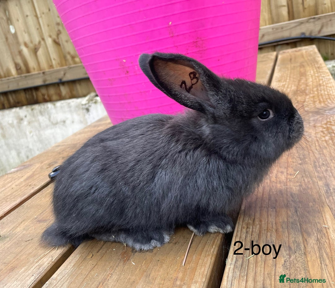 Continental Giant rabbits for sale: Various ages of continental giants - Advert 5