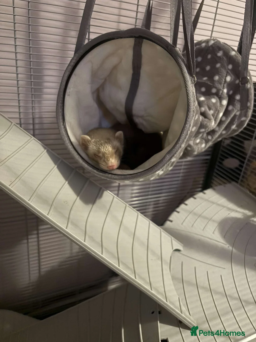 Ferret rodents for sale: ferret for sale under a year old. price negotiable - Advert 3