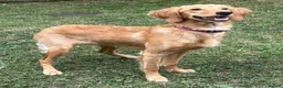 Goldendoodle dogs for sale: PARENTS ARE FROM SUPER HEALTH TESTED LINEAGE  - Advert 1
