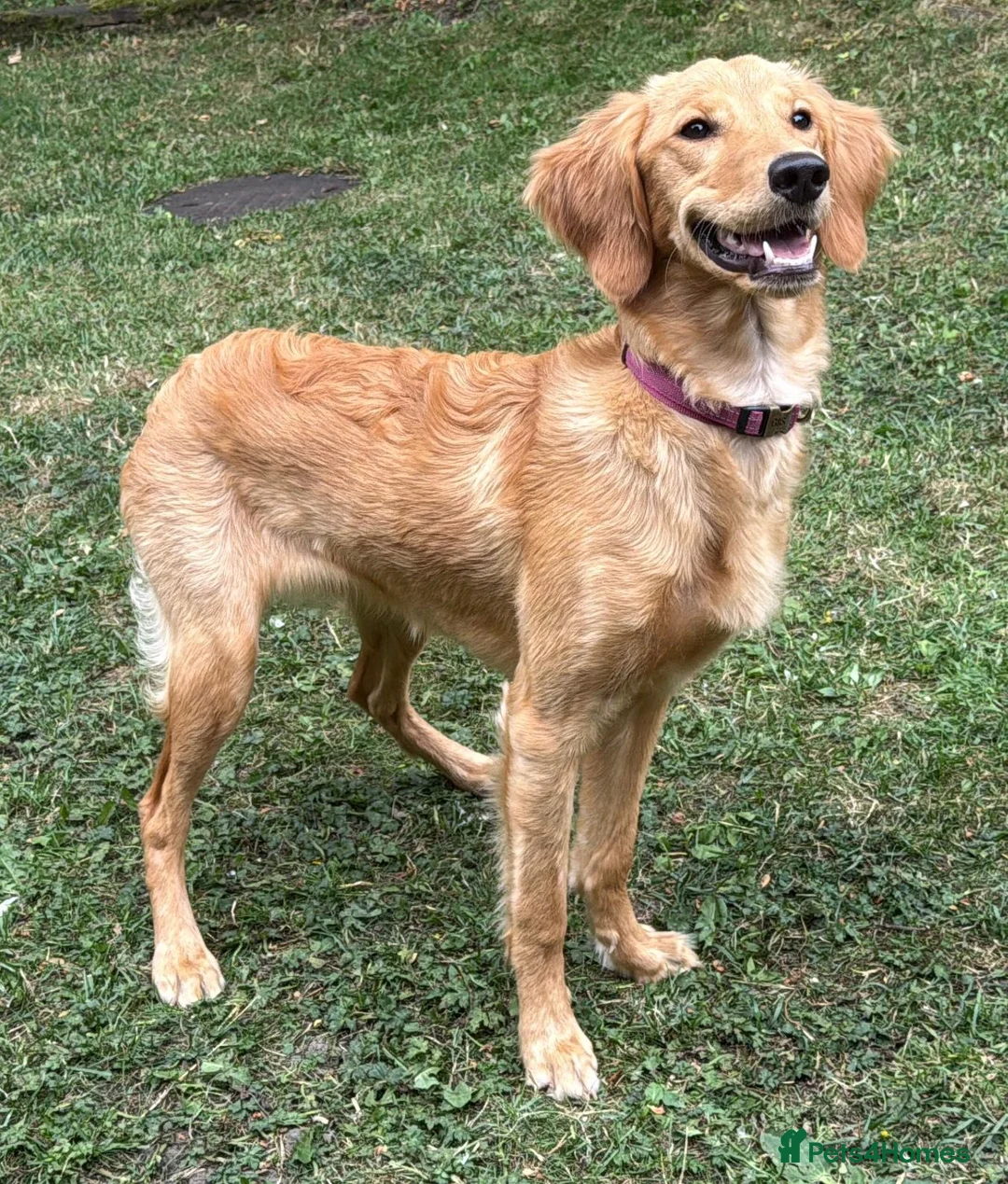Goldendoodle dogs for sale: PARENTS ARE FROM SUPER HEALTH TESTED LINEAGE  - Advert 1