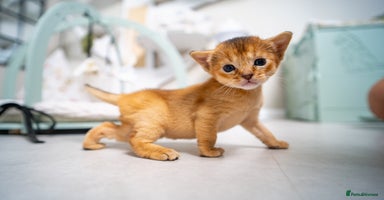 Abyssinian cats - Advert 10