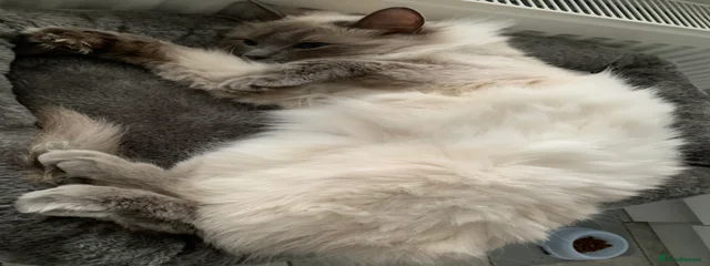 Rosie