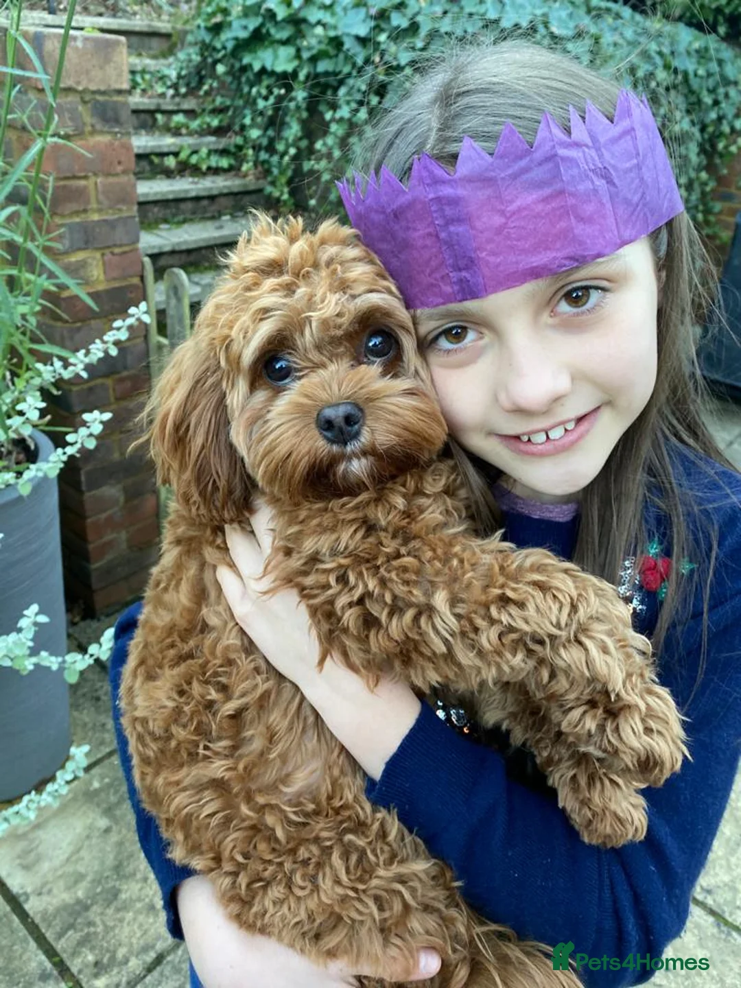 Cavapoo dogs for sale: Quality, Red, Low-Shedding Toy Cavapoo Puppies - Advert 15