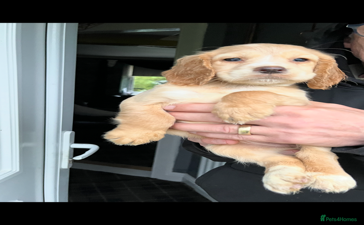 Cocker Spaniel dogs - Advert 1