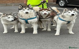 Siberian Husky dogs for sale: Male Siberian Husky Pups  - Image 1