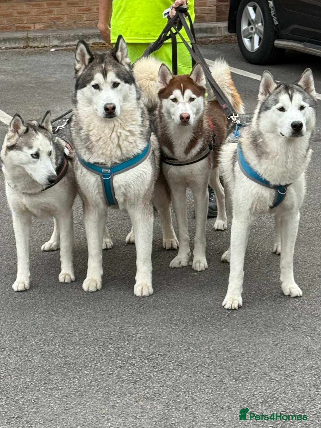 Siberian Husky dogs for sale: Male Siberian Husky Pups  - Image 1