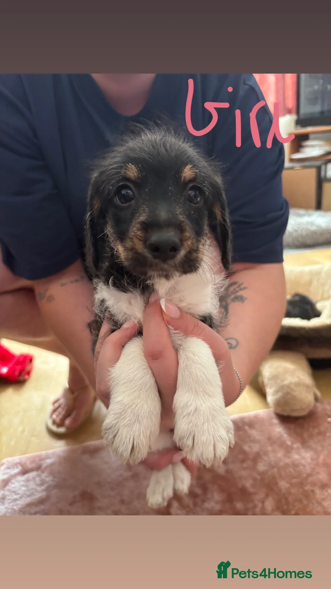Jackapoo dogs for sale: Jackapoo puppies in Sittingbourne - Advert 2