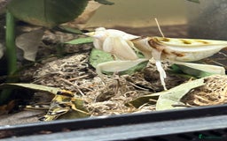 Praying Mantis invertebrates for sale: Praying Mantis Adult female Orchid & Timpr - Image 1