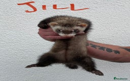 Ferret rodents for sale: Kits for sale - Image 3